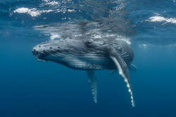 Humpback whale population on the rise after near miss with ...