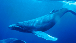 File:Humpback Whale underwater shot.jpg - Wikipedia