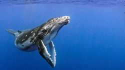 BBC Two - Natural World, 2018-2019, Humpback Whales: A ...
