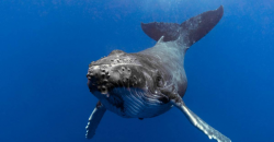 Humpback Whale Escapes Near Extinction With Population ...