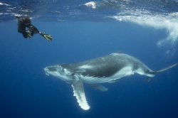 Up Close and Personal with Tonga\'s Humpback Whales - Oceanic ...