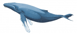 Humpback whale | Animals and Nature lessons | DK Find Out!