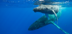 Whale Songs Tell a New Story about Humpback Migrations ...