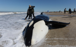 Rescuers save 6 orcas that became stranded on Argentine ...