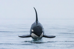Spirit of Orca Whale Watching & Wildlife Tours (Friday ...