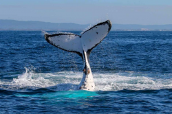 Whale tail - ABC News (Australian Broadcasting Corporation)