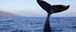Why do fish have vertical tail fins and whales have ...