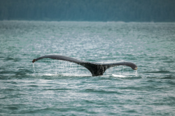 100+ Whale Tail Pictures | Download Free Images on Unsplash
