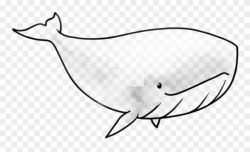 Drawn Dolphines Whale - Transparent Whale Clipart (#2071662 ...