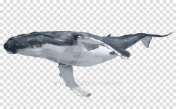 Whale Cartoon clipart - Whales, Animal, Dolphin, transparent ...