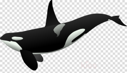 Whale Cartoon clipart - Whales, Drawing, Dolphin ...