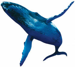 download-Whale-Fish-PNG-transparent-images-transparent ...