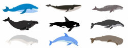 Whale Vectors, Photos and PSD files | Free Download