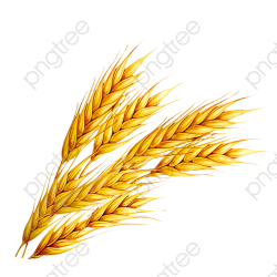 Wheat, Wheat Clipart PNG Transparent Image and Clipart for Free Download