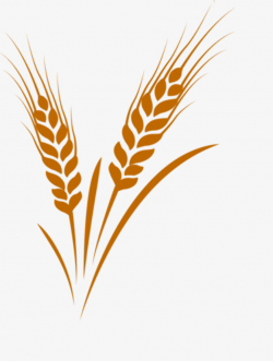 Free To Pull Wheat, Wheat Clipart, Golden, Wheat PNG Transparent ...