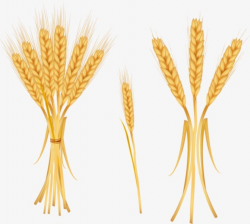 Cartoon Wheat, Cartoon Clipart, Wheat Clipart, Wheat PNG Image and ...