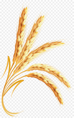 Wheat, Food, transparent png image & clipart free download