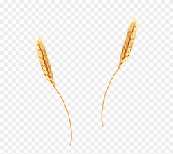 Cornfield Vector Wheat Background Clip Art Freeuse - Wheat Png With ...