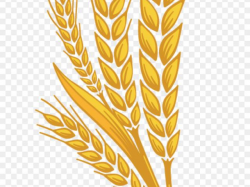 Free Wheat Clipart, Download Free Clip Art on Owips.com