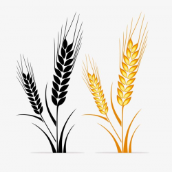 Wheat Logo, Colored, Colorless, Wheat PNG Transparent Clipart Image ...