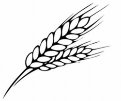Wheat drawing free download on ayoqq cliparts