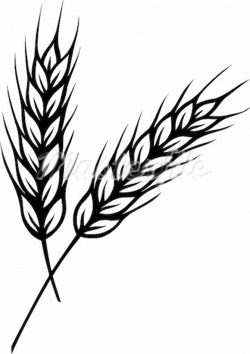 Grains Of Wheat Clipart | Clipart Panda - Free Clipart Images