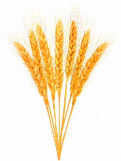 Ripe Wheat Classes PNG Clip Art Image | Gallery Yopriceville - High ...