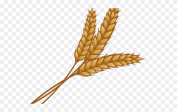 Wheat Clipart Single Piece - Wheat Clipart - Png Download (#333737 ...