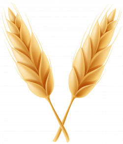 Wheat Clipart Feather High Resolution Frames Illustrations Png - AZPng