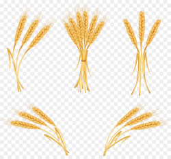 Wheat, Illustration, Line, transparent png image & clipart free download
