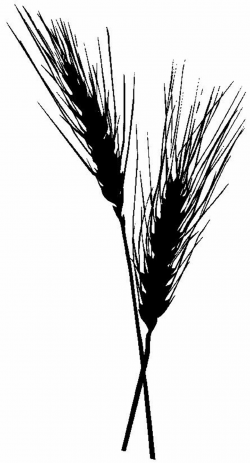 U3-1757 Wheat Silhouette | Traceables | Wheat tattoo, Wheat drawing ...