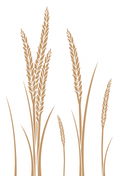 Free Wheat Vector, Download Free Clip Art, Free Clip Art on Clipart ...
