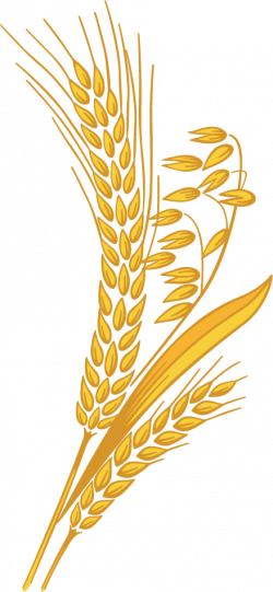 Wheat PNG images free download