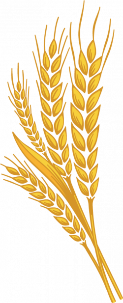 Wheat PNG images free download