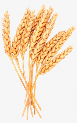 Wheat Vector Free Png Image - Sheaves Of Wheat Clipart - Free ...