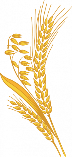 Wheat PNG images free download