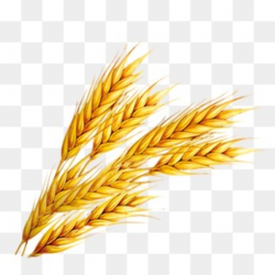 Wheat Clipart Images, 425 PNG Format Clip Art For Free Download ...