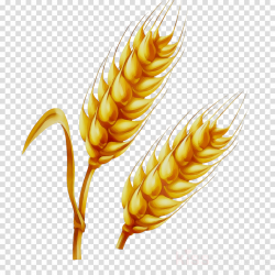 Illustration, Graphics, Wheat, transparent png image & clipart free ...