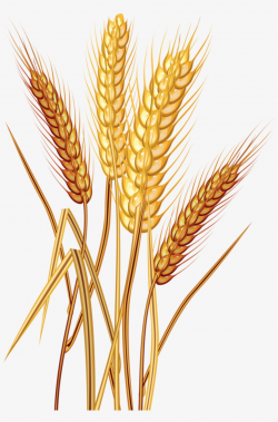 Wheat Clipart Trigo - Wheat Clipart Transparent PNG - 871x1280 ...