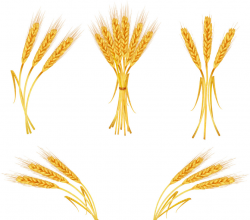 Free Free Wheat Vector, Download Free Clip Art, Free Clip Art on ...