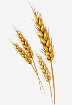 Wheat Vector, Wheat Clipart, Vector Material, Wheat Vector Material ...