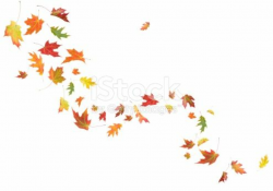 Real maple and oak leaves blowing in the wind. | Fall leaves ...