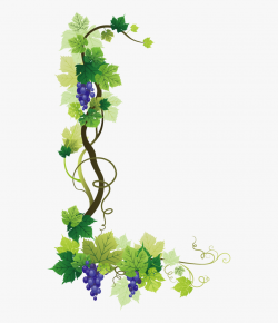 Common Wine Leaves - Grape Vine Border Png #1901647 - Free ...