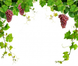 Free Cliparts Border Grapes, Download Free Clip Art, Free ...