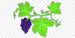 Common Grape Vine Wine Clip art - Vine Cliparts Transparent
