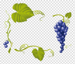 Common Grape Vine Wine Grape leaves, Grapes transparent ...