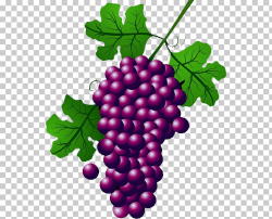 Wine Common Grape Vine Concord grape , grape PNG clipart ...
