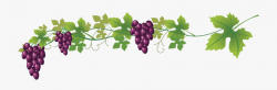 Wine Common Grape Royalty Free Clip Art - Grape Vine ...