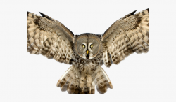 Horned Owl Clipart Flying - Owl With Spread Wings ...