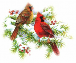 Free Cardinal Winter Cliparts, Download Free Clip Art, Free Clip Art ...